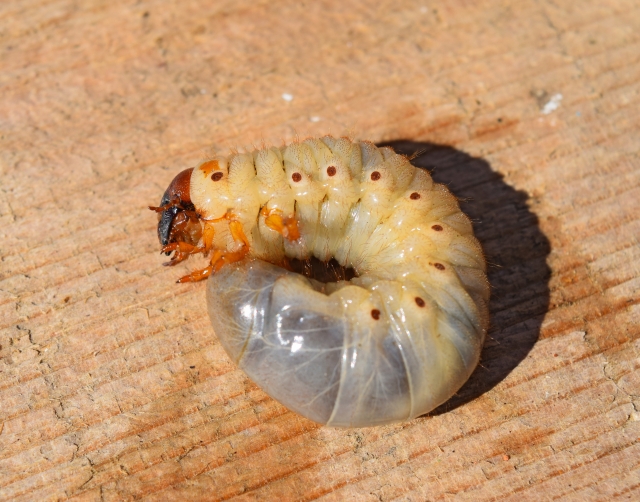 The larvae of the May beetle
